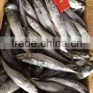 SHIPFROZEN &SeaFrozen Pacific Mackerel 200-300g 2016 NEW ARRIVE thumbnail-1