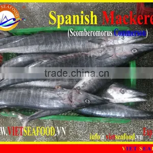 FROZEN W/R SPANISH MACKEREL thumbnail-1