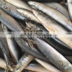 Frozen W/R Pacific/Atlantic Mackerel thumbnail-3