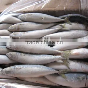 Frozen Mackerel(clean and Fresh) thumbnail-1