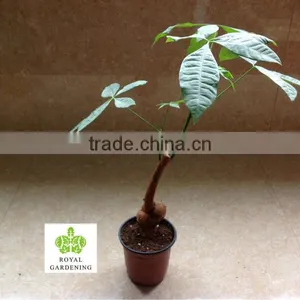 Pachira Aquatica Speical Shape thumbnail-1