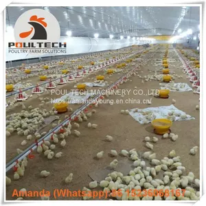 Yemen Layer Farm & Poultry Farming Equipment Broiler Floor Raising System & Chicken Deep Litter System With Automatic Drinking & Feeding Pan System in Chicken Coop thumbnail-2