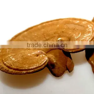 Duan Wood Reishi,Ganoderma Lucidum thumbnail-1