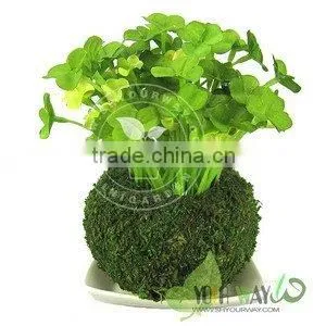 Moss Ball Flower,mini Garden,mini Plant thumbnail-1