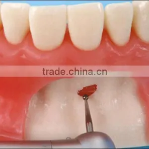 Oral Surgery Jaw Model thumbnail-3