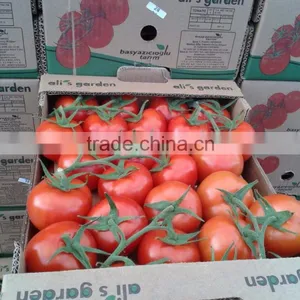 Tomato thumbnail-1