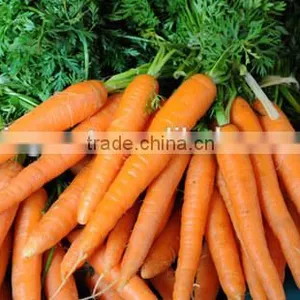 Supply Fresh Carrot With Good Quality for Sale thumbnail-6
