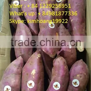 Export Fresh Sweet Potato for All Market thumbnail-2