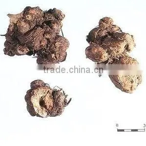 Jin Qiao Mai Root of Buckwheat Rhizoma Fagopyri Dibotryis thumbnail-3
