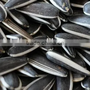 High Quality Sunflower Seed thumbnail-2