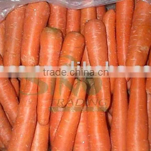 New Crop Fresh Carrot thumbnail-1