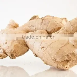 Wholesale Organic Common Cultivation Type Fresh Ginger thumbnail-4