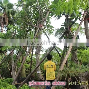 Blooming Plumeria Obtusa thumbnail-2
