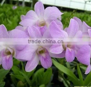Dendrobium Hybrids Orchid Flower Fresh Dendrobium thumbnail-1
