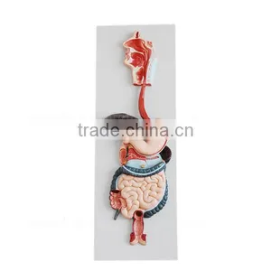 Vivid Organs Digestive System Human Torso Model thumbnail-2