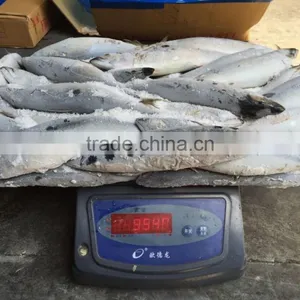 Block Frozen Pacific Mackerel thumbnail-1
