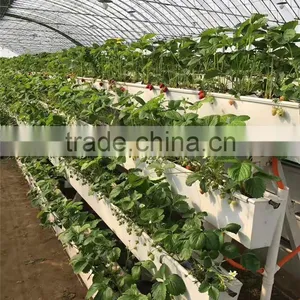 Hot Sale Commericial Strawberry Greenhouse With Hydroponic System thumbnail-1