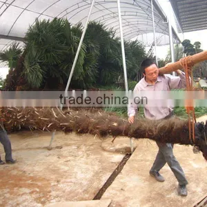 Trachycarpus Fortunei Packing thumbnail-1