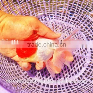 Live Tropical Gold Fish thumbnail-1