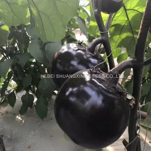 Round Shape Purple Eggplant Seeds Vegetable Seeds thumbnail-1