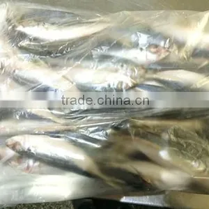 Landding Frozen Horse Mackerels for Bait thumbnail-3
