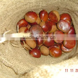 Fresh Chestnut thumbnail-1
