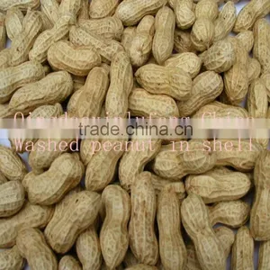 Best Price Raw Washed Peanut in Shell for Sale thumbnail-1