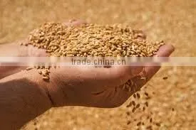 WHEAT thumbnail-3