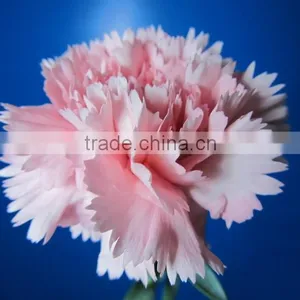 Exquisite Factory Direct Flower Head Carnation thumbnail-2