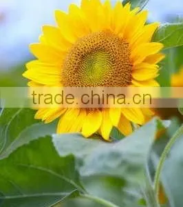 Color Blue Fresh Cut Sunflowers For Wedding Decoration thumbnail-1