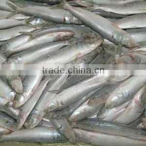 Frozen Sardine Whole Round thumbnail-1