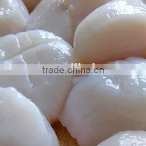 Frozen Fresh Scallop Meat for Sale thumbnail-1