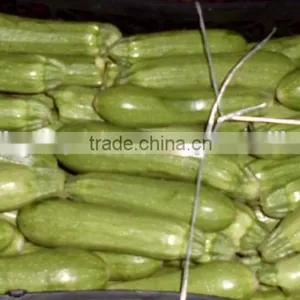 Zucchini thumbnail-3