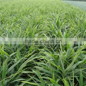 Fat Mature Ginger Natural Golden Yellow Ginger Ginger Price 2013 thumbnail-3