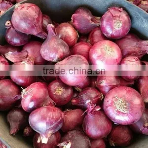 HOT SALE/ BEST QUALITY RED ONIONS Export to Any Country thumbnail-2