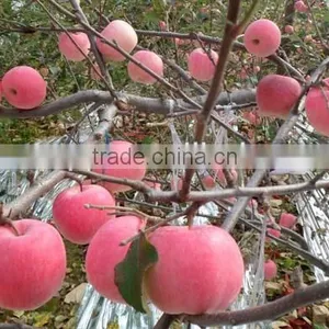 China Fuji Apple thumbnail-1