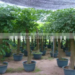 Heteropanax Fragrans (Roxb.) Seem of Indoor Outdoor Ornamental Bonsai Plants thumbnail-2