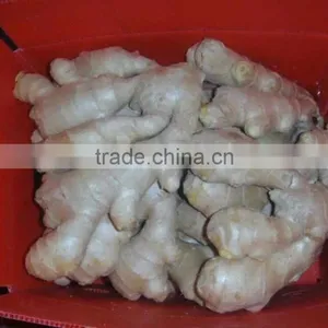 Ginger Plantation thumbnail-3