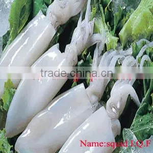 Fresh Clean Frozen Squid, Squid Ring, Squid Tube in High Quality thumbnail-1