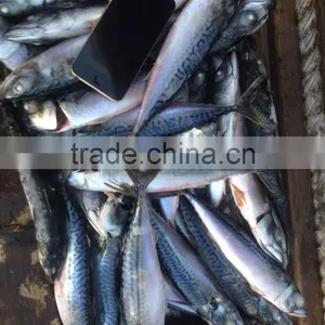 Pacific Mackerel thumbnail-2