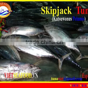 WHOLE ROUND FROZEN SKIPJACK TUNA thumbnail-1