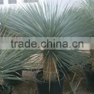 Yucca Rostrata thumbnail-6