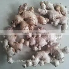 Vietnam Fresh Ginger/Gingers/ High Quality Ginger thumbnail-4