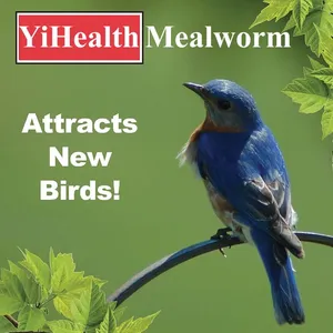 Wholesale High Quality Yellow Dried Mealworms, Dried Mealworm Powder thumbnail-4