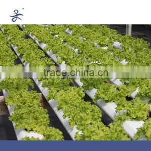 Greenhouse Hydroponics Garden for Vegetables thumbnail-1