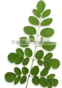 100% Pure Moringa Oil thumbnail-1