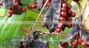 Gloriosa Superba Seed Exporters India thumbnail-4