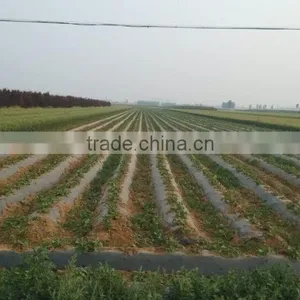 Black Mulch Plastic Mulch Film for Agriculture thumbnail-5