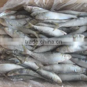 Sardine For Pacific Mackerel Bait thumbnail-3