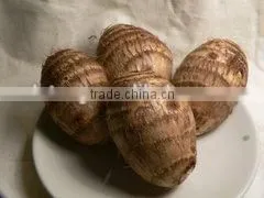 Fresh Shandong Taro thumbnail-3